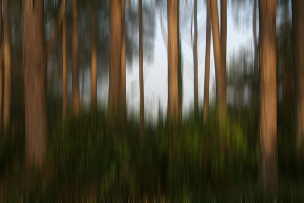 Bush Abstract